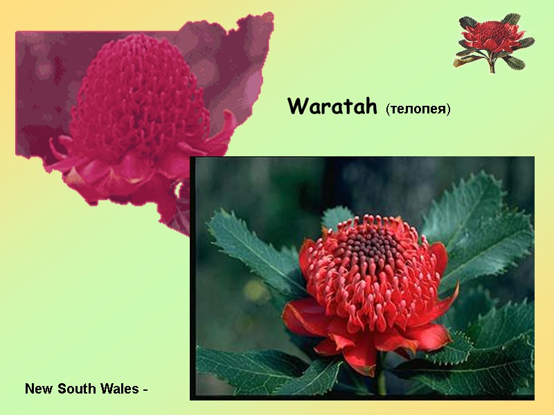 28 Waratah  (телопея) New South Wales -